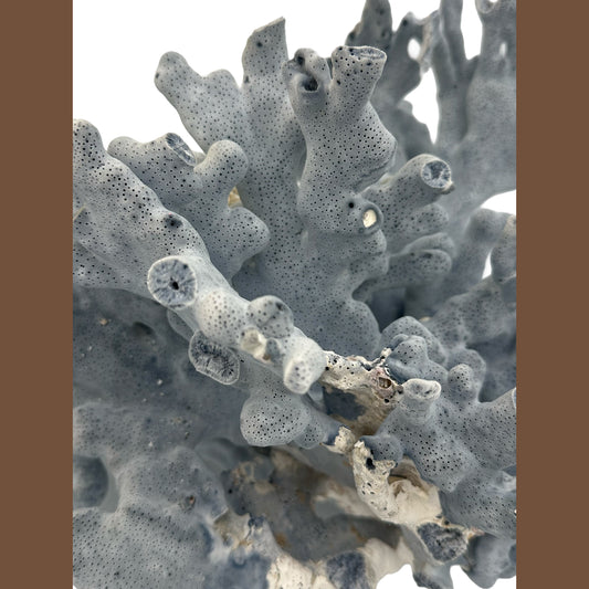Vintage Blue Branch Coral Specimen