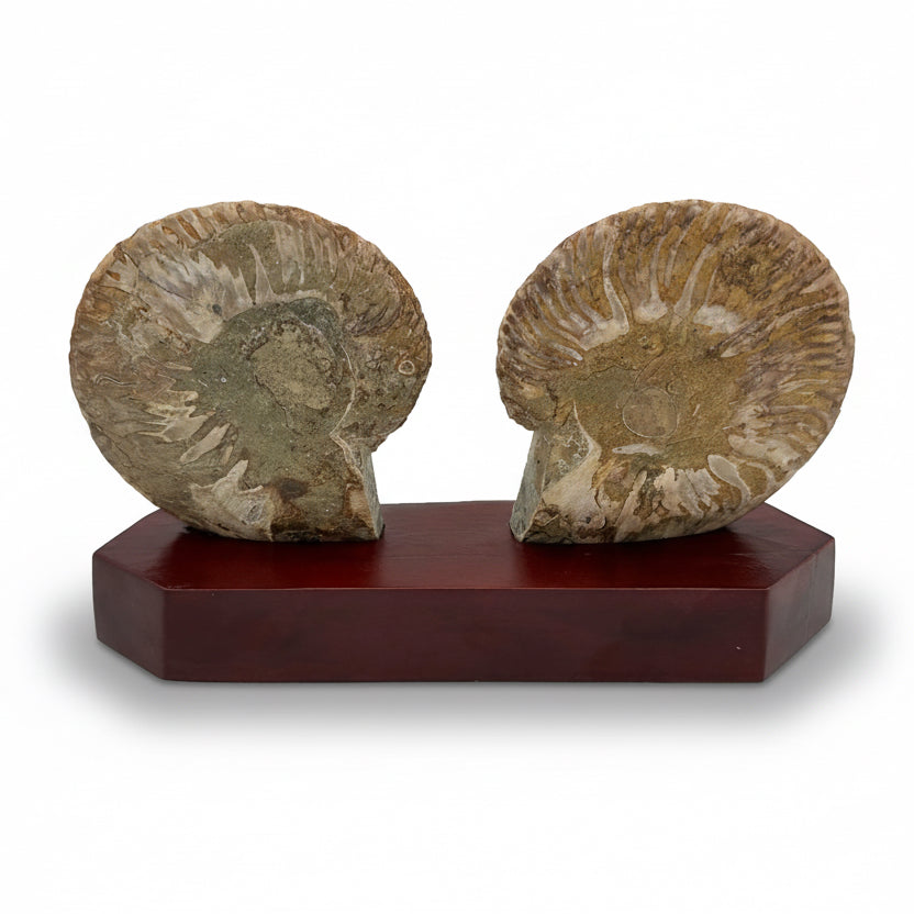 Ammonite Fossil