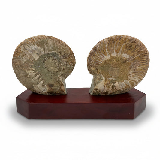 Ammonite Fossil