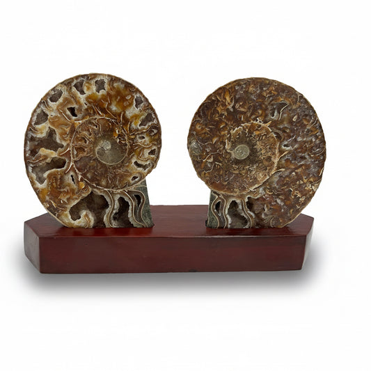 Ammonite Fossil