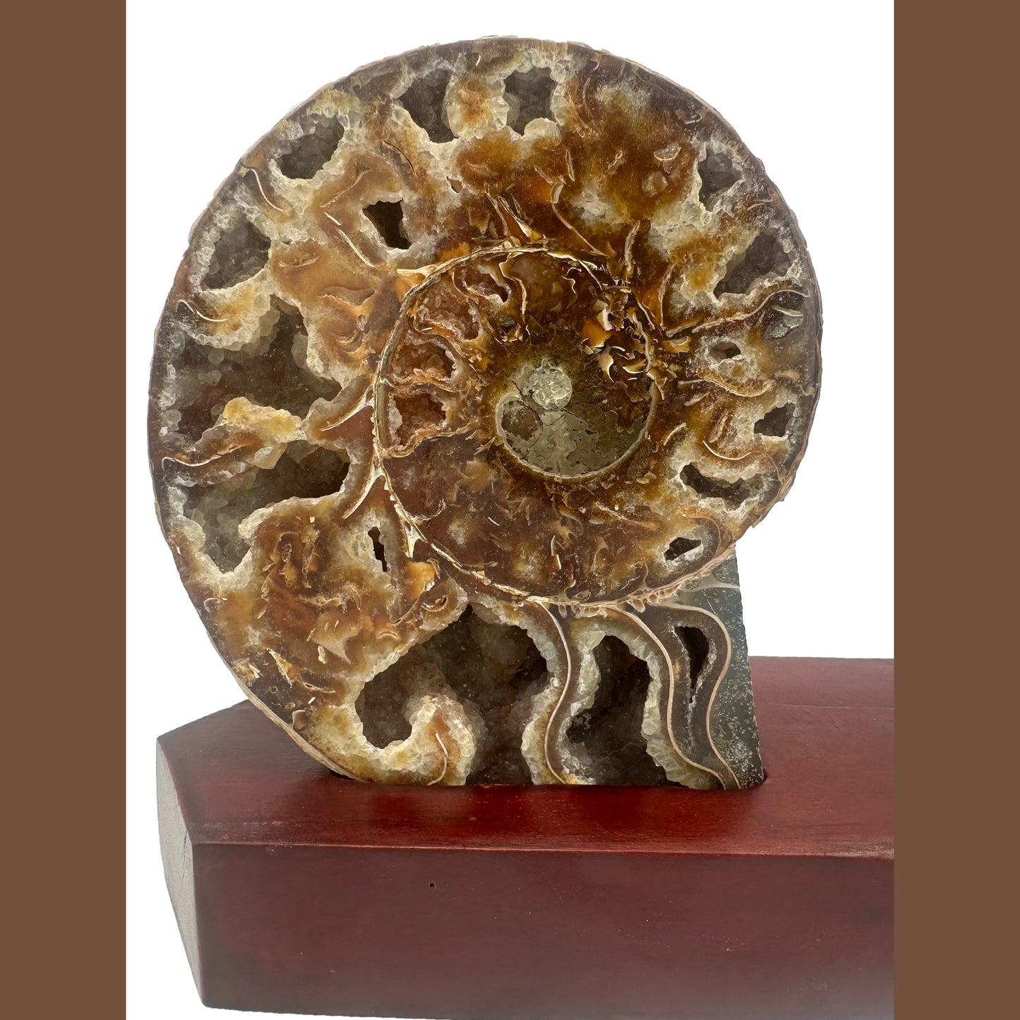 Ammonite Fossil