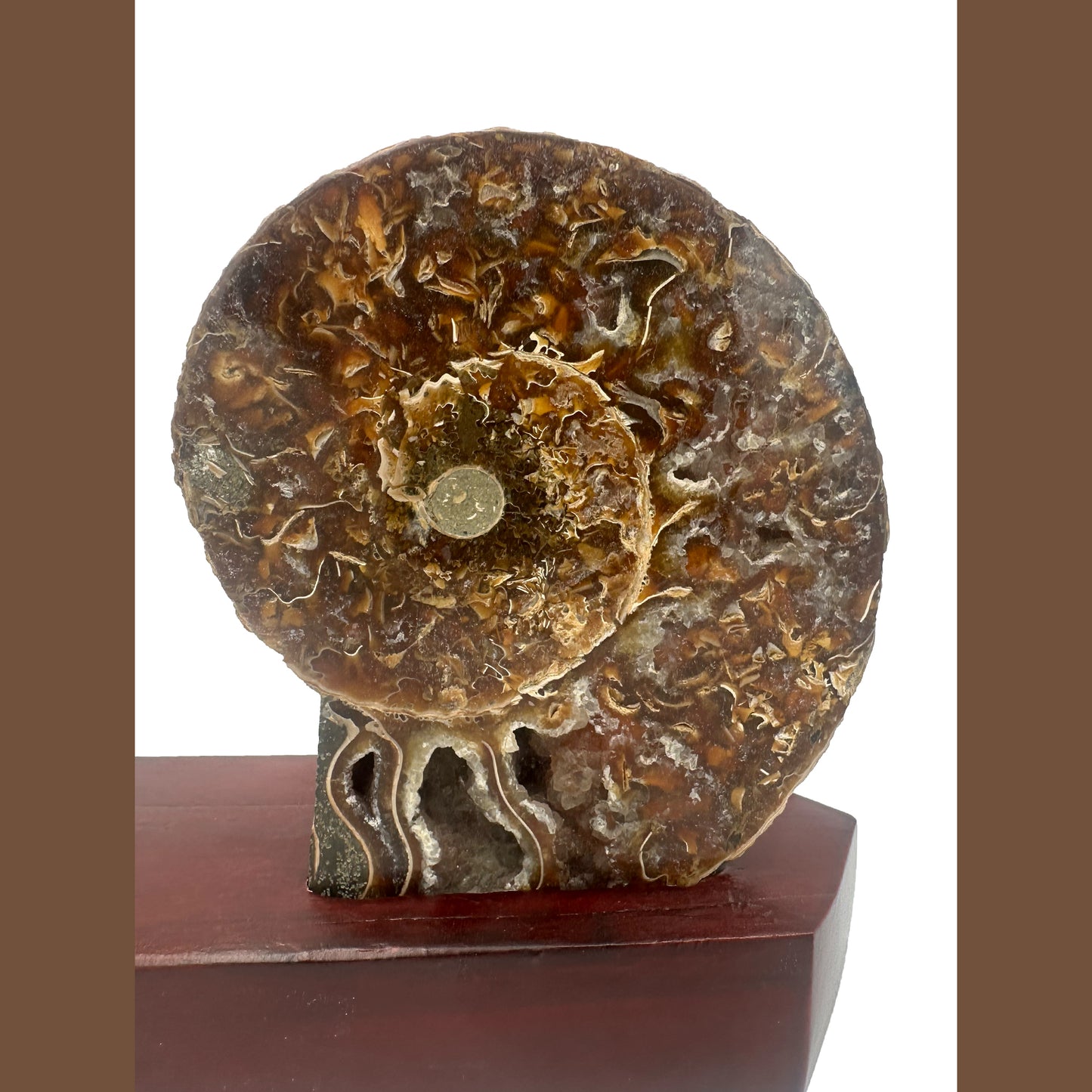 Ammonite Fossil